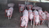 低成本生猪身份识别技术
